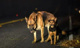 ماجرای سوزاندن سگ‌های اهواز تکذیب شد