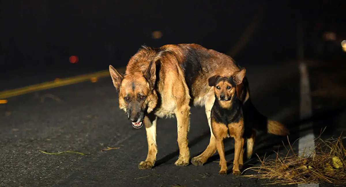 ماجرای سوزاندن سگ‌های اهواز تکذیب شد