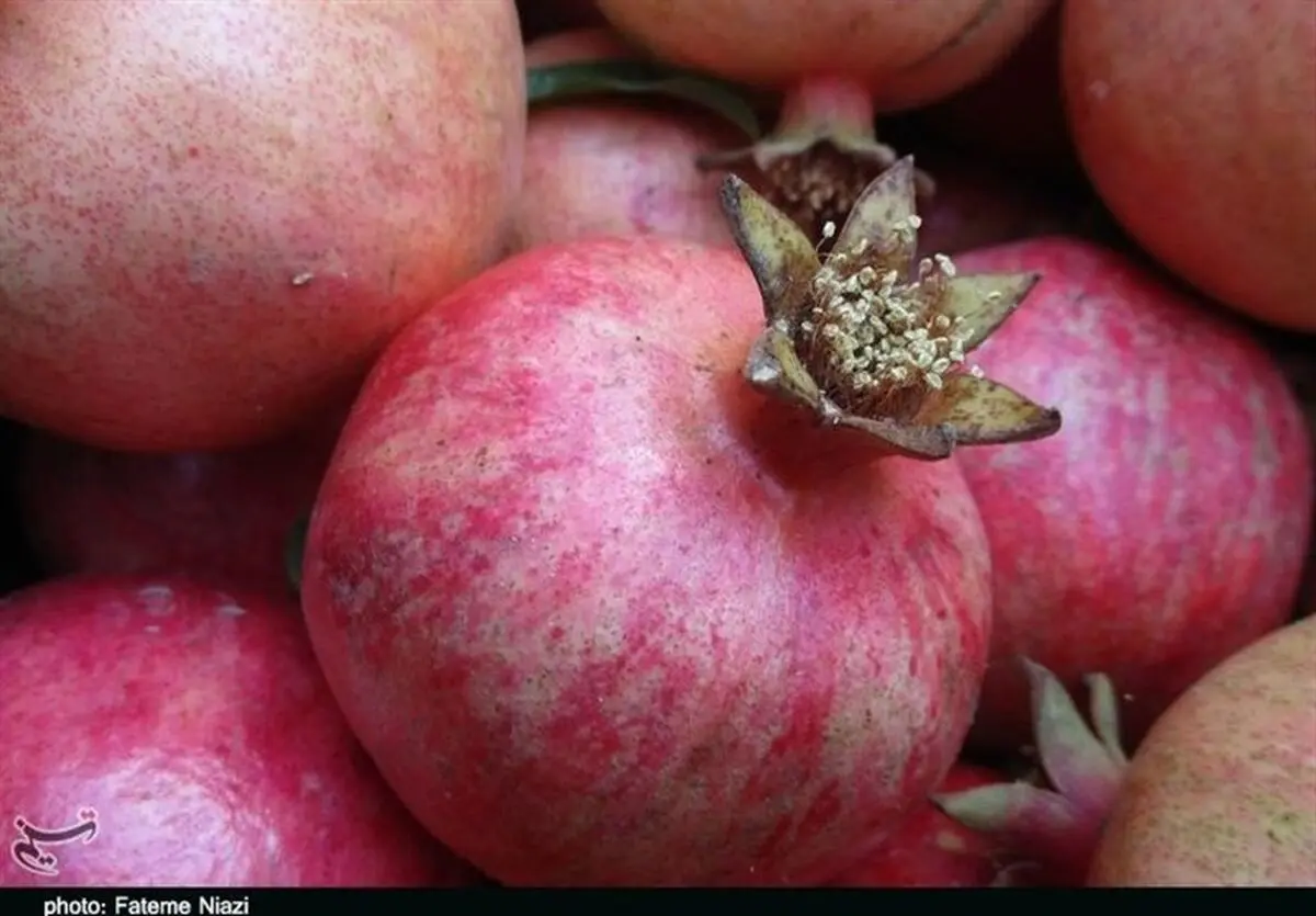 خشکسالی و سرمازدگی برداشت انار را کاهش داد