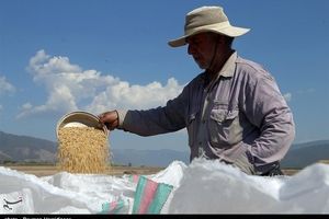 برداشت برنج از شالیزارهای خراسان شمالی در سایه «ممنوعیت کِشت»+تصاویر