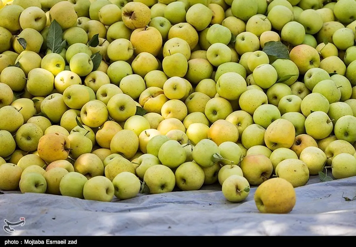 شرایط واردات موز در قبال صادرات سیب از بازارچه‌های مرزی اعلام شد + سند