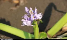 خرید و فروش گیاه سنبل آبی در اردبیل ممنوع شد