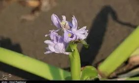 خرید و فروش گیاه سنبل آبی در اردبیل ممنوع شد