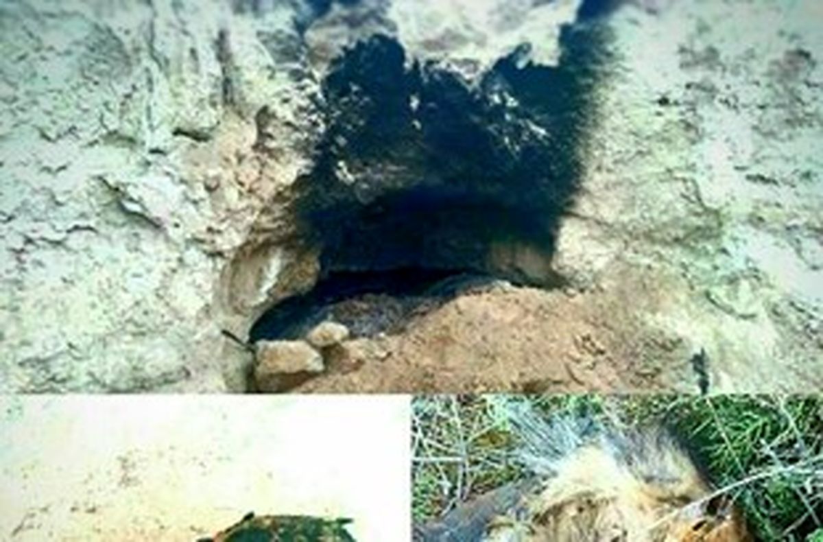 آتش زدن ۳ کفتار در فیروزه