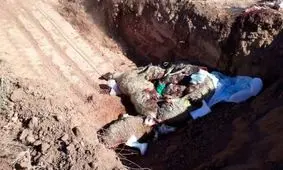 پلنگی که بیمه بود گله گوسفندان را درید