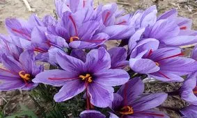 نحوه ی پاک کردن گل زعفران