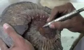 ویدئو/استان یزد گنجینه ای غنی از فسیل و سنگواره