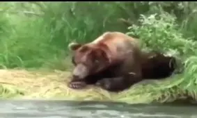 بازارخرابی به خرس ها هم رسید