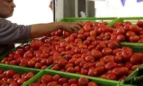 قیمت هر کیلوگرم گوجه فرنگی گلخانه ای مشخص شد