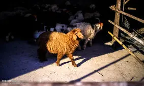 توقیف ۲ دستگاه کامیون حامل ۱۴۰راس دام قاچاق در چرداول