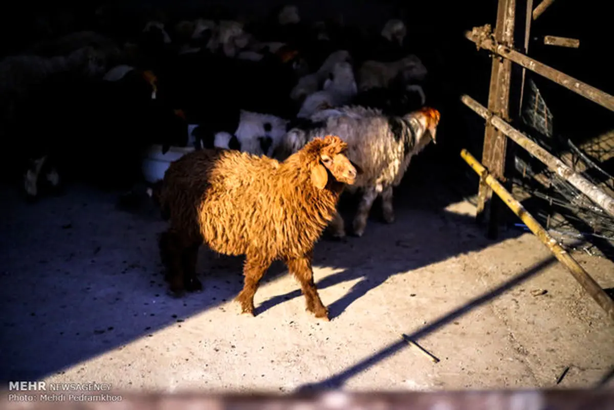 توقیف ۲ دستگاه کامیون حامل ۱۴۰راس دام قاچاق در چرداول