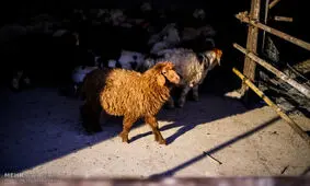 توقیف ۲ دستگاه کامیون حامل ۱۴۰راس دام قاچاق در چرداول