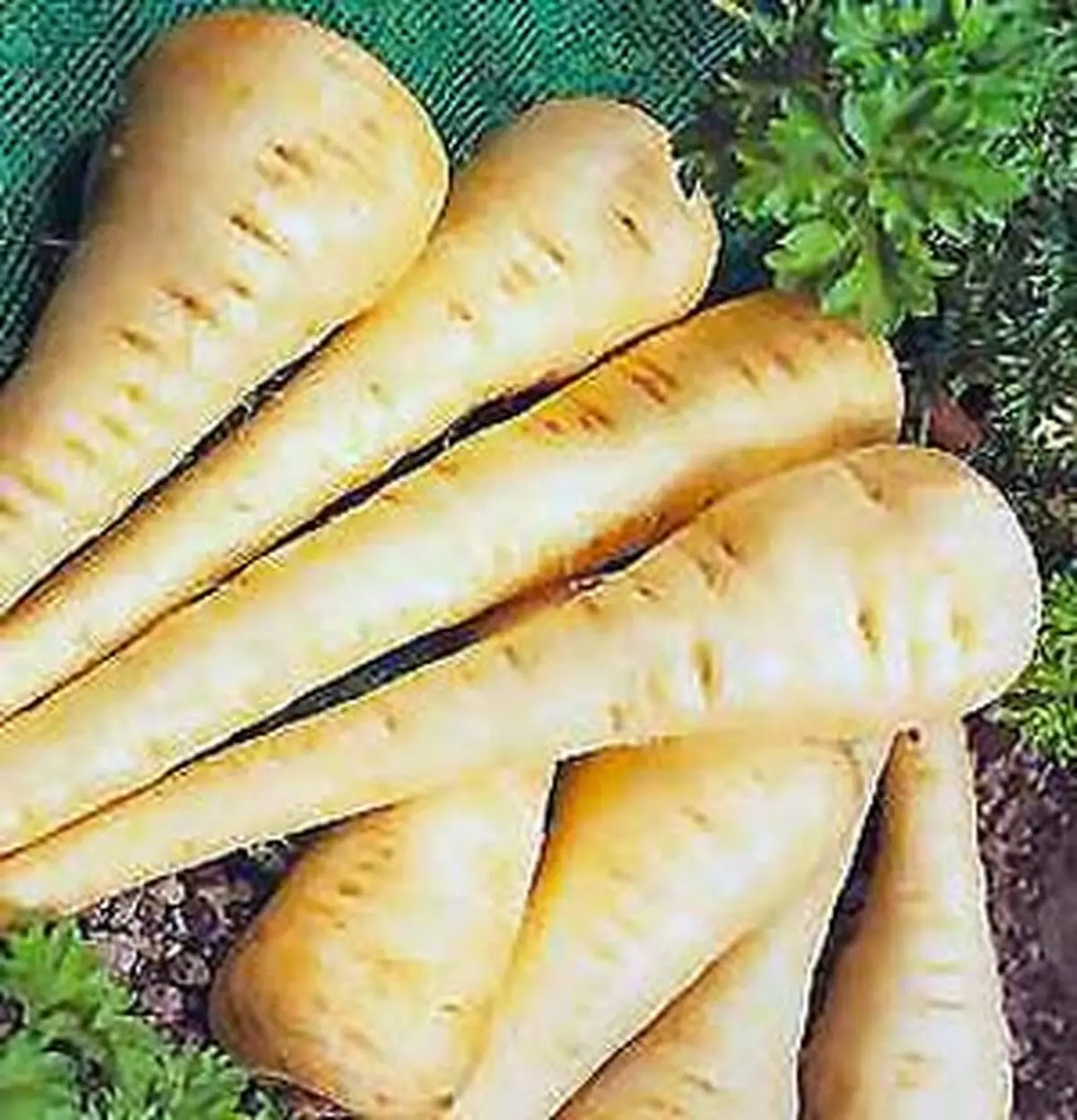 خواص غذایی زردک بنا به طب سنتی