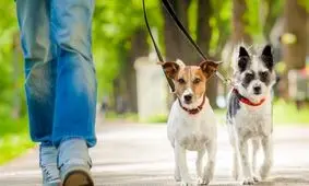 حیوان خانگی گردی شغل جدید تهرانیها