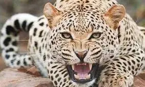 گروگانگیری پلنگ برای شکار
