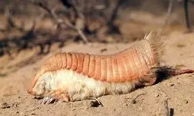 کوچکترین گورکن جهان و یک حفار باور نکردنی! +عکس