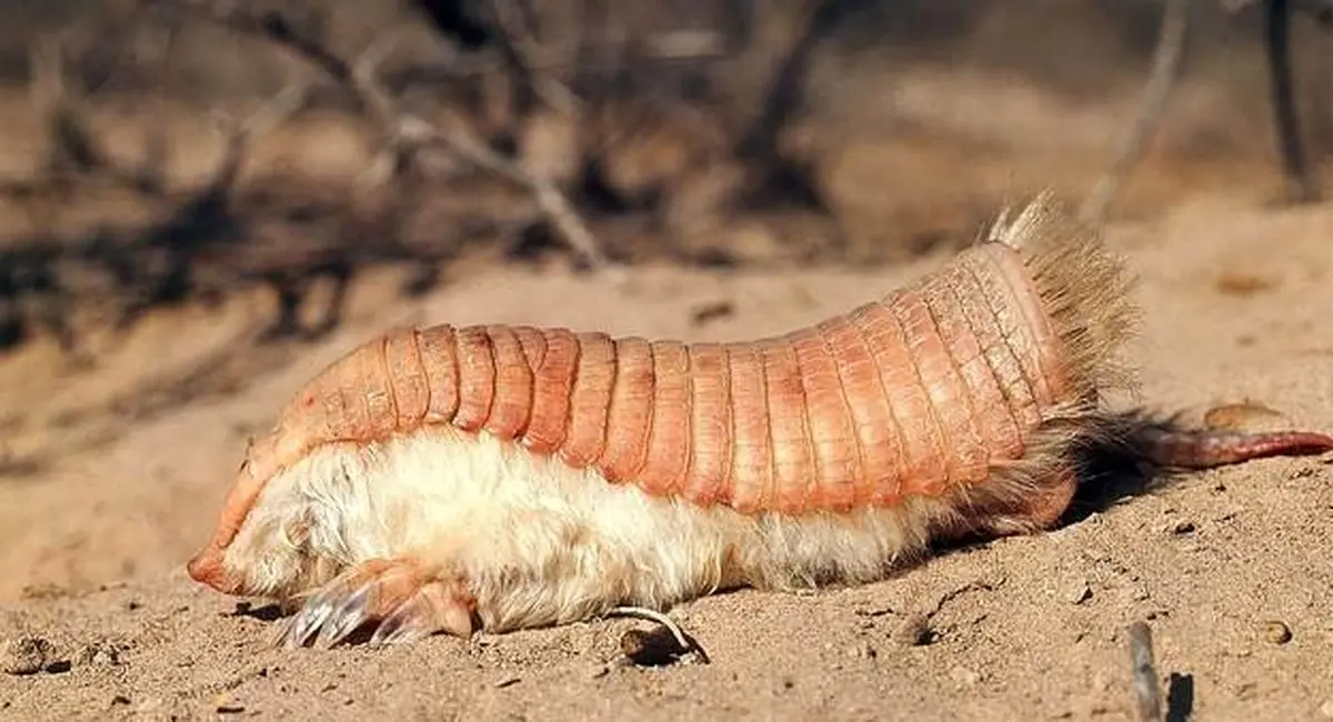 کوچکترین گورکن جهان و یک حفار باور نکردنی! +عکس