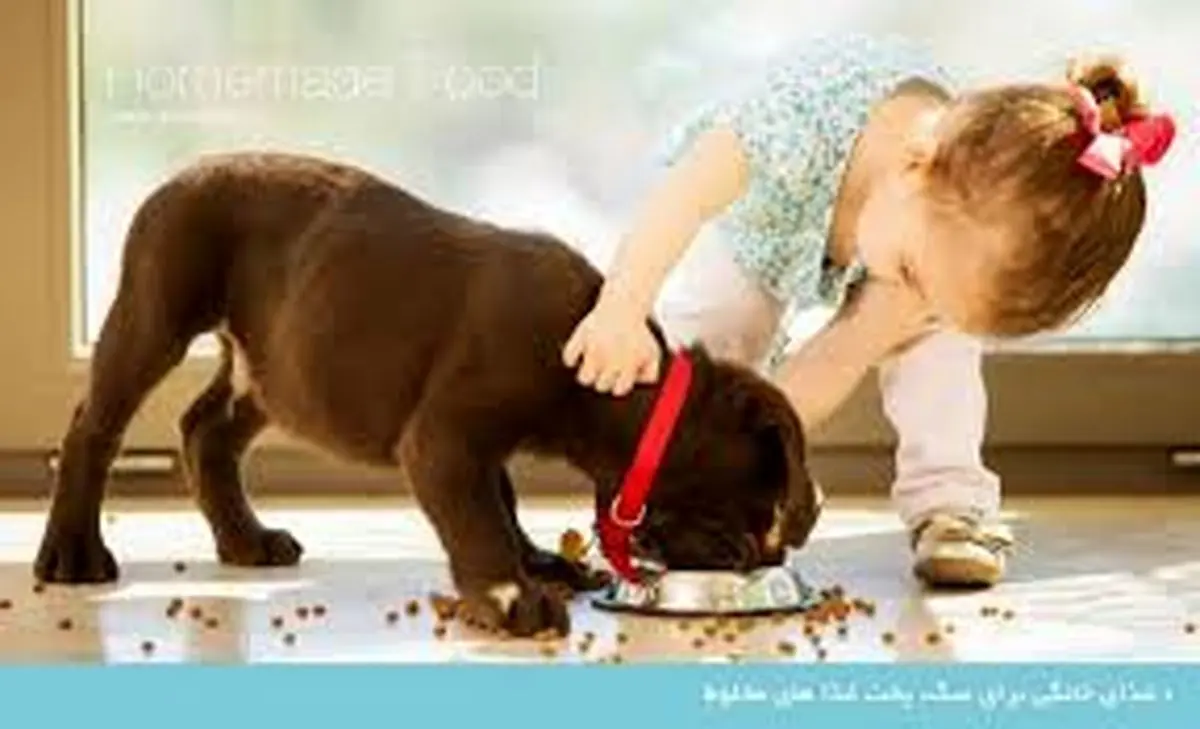 سگ ها 250 کلمه را یاد میگیرند