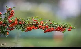 میزان بارندگی‌ها در کهگیلویه و بویراحمد ۱۰۰ درصد افزایش یافت