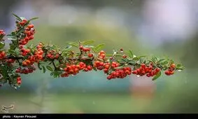 میزان بارندگی‌ها در کهگیلویه و بویراحمد ۱۰۰ درصد افزایش یافت