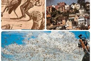 بزرگترین حمله حشرات در طول تاریخ