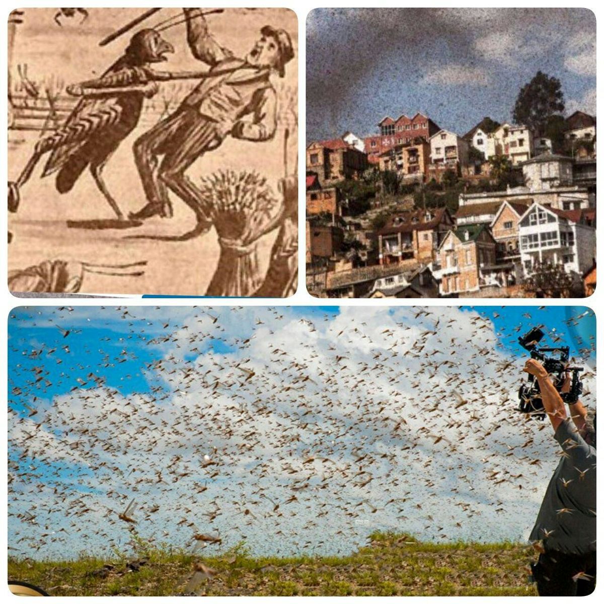 بزرگترین حمله حشرات در طول تاریخ