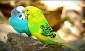 رهایی بیش از 1500 پرنده کمیاب زینتی از دست قاچاقچیان در آبادان