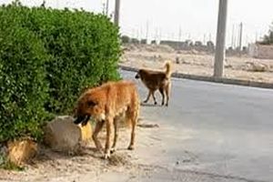ویدئو/زنده‌گیری سگ در شهریار با خون و خون‌ریزی