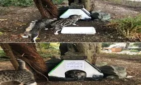 پناهگاهی برای گربه‌ها