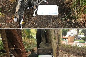 پناهگاهی برای گربه‌ها