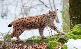 کشف لاشه یک لینکس (وَشَق) در اصفهان +عکس