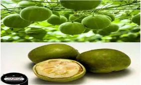 شیرین ترین ماده جهان قند نیست!