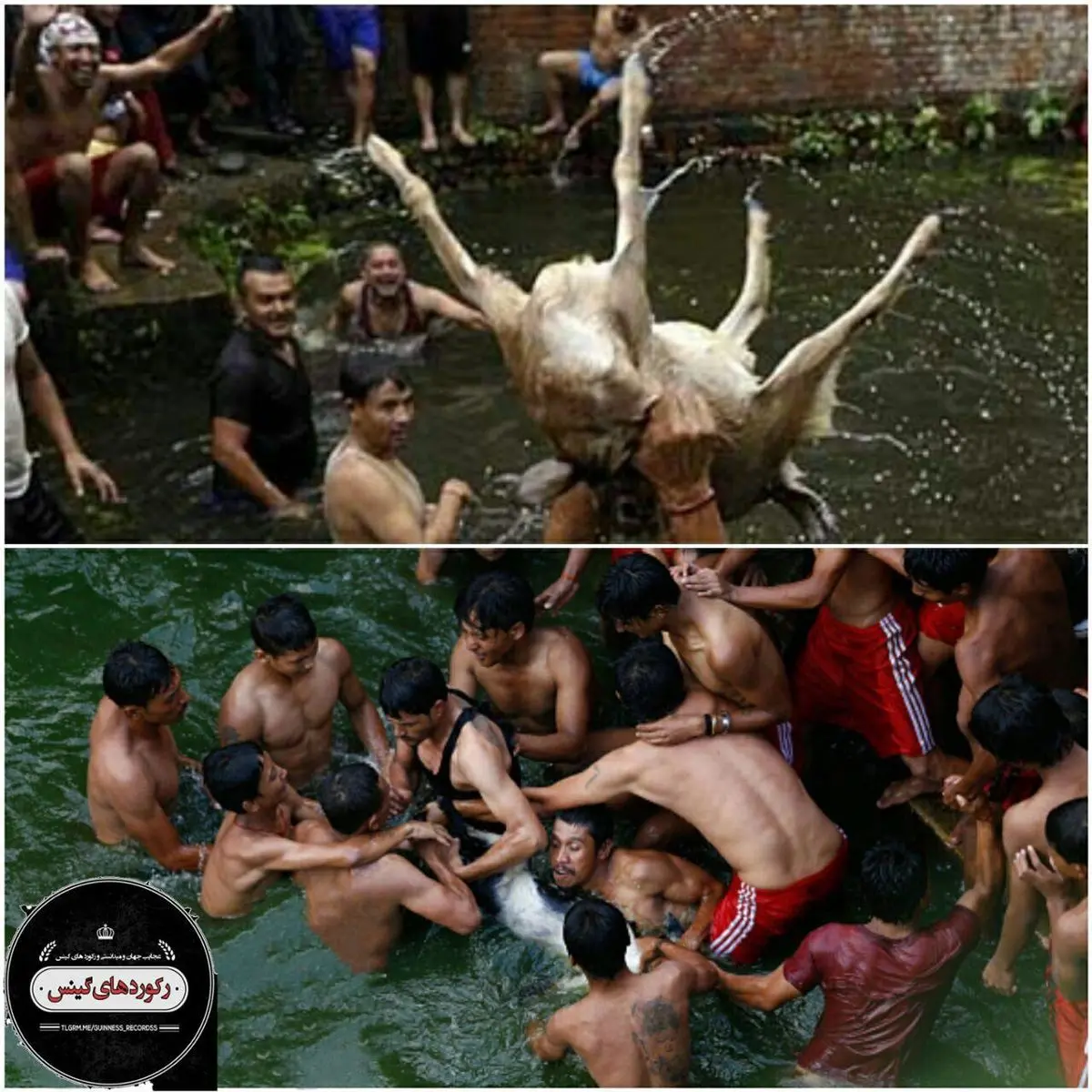 جشنواره بز کشی در نپال