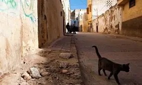 مردی که گربه او را گاز گرفت و کشته شد!