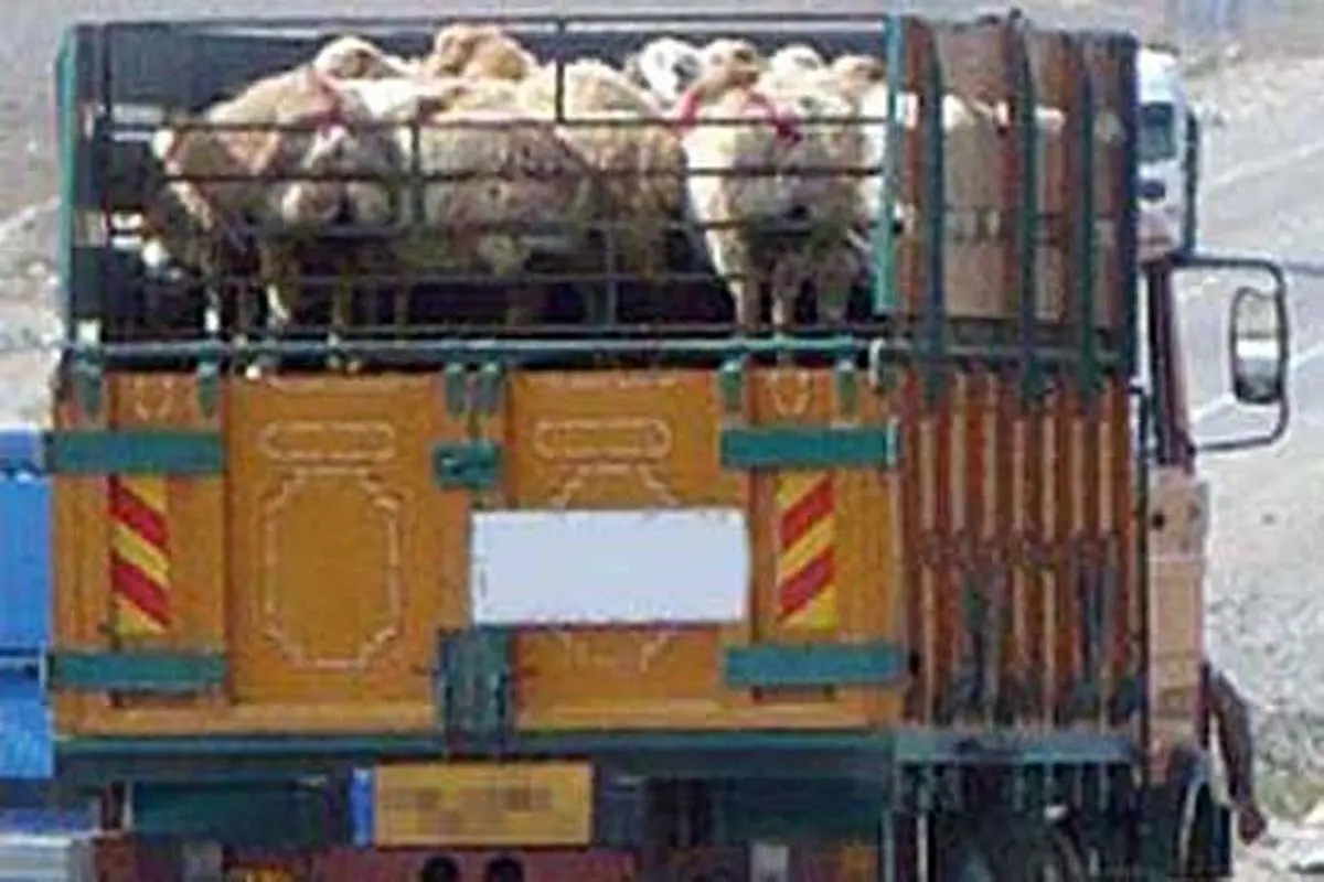 کشف 36 راس دام قاچاق در فاروج