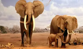 حقایق عجیب و خارق العاده درباره فیل‌ها
