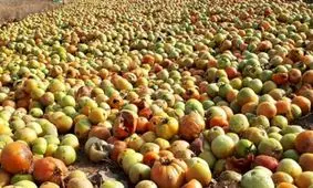 رها شدن صدها تن گوجه‌فرنگی در اطراف زنجان