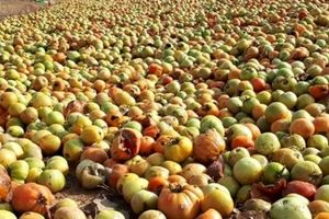 رها شدن صدها تن گوجه‌فرنگی در اطراف زنجان