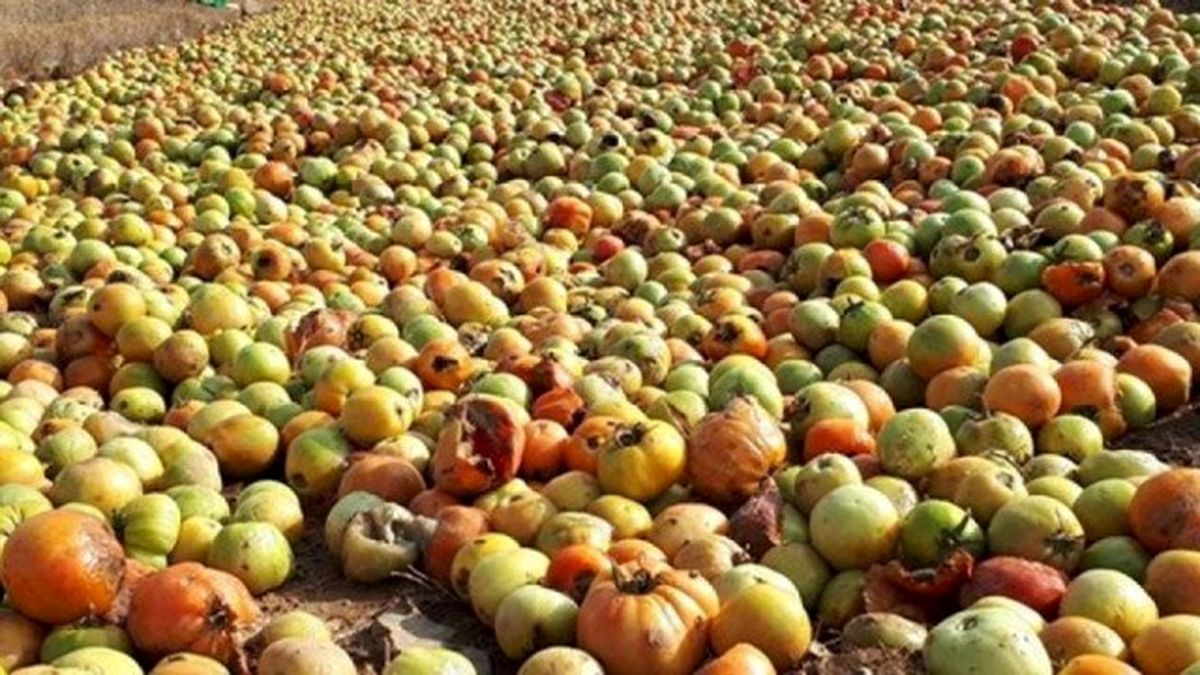 رها شدن صدها تن گوجه‌فرنگی در اطراف زنجان