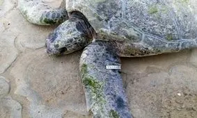 لاک پشت های دریایی سبزی که به «درک» رفتند و برنگشتند