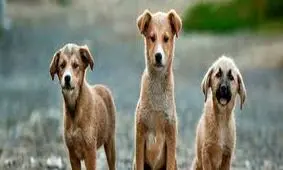 سگِ "نمکی" در شیراز! فقط لباسش! شلوار جین و گرمکن