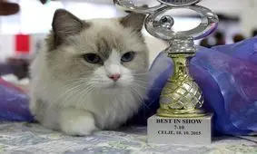 «فشن‌شو گربه‌ها» در پایتخت + عکس