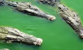 خودکشی مردی با رفتن در دهان کروکودیل و تمساح +عکس