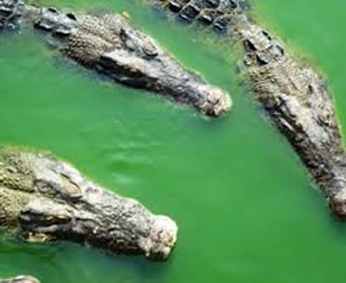 خودکشی مردی با رفتن در دهان کروکودیل و تمساح +عکس