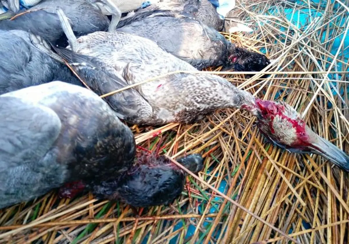 شادگان قتل‌گاه پرندگان شده است