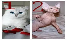 نتیجه خرید آنلاین