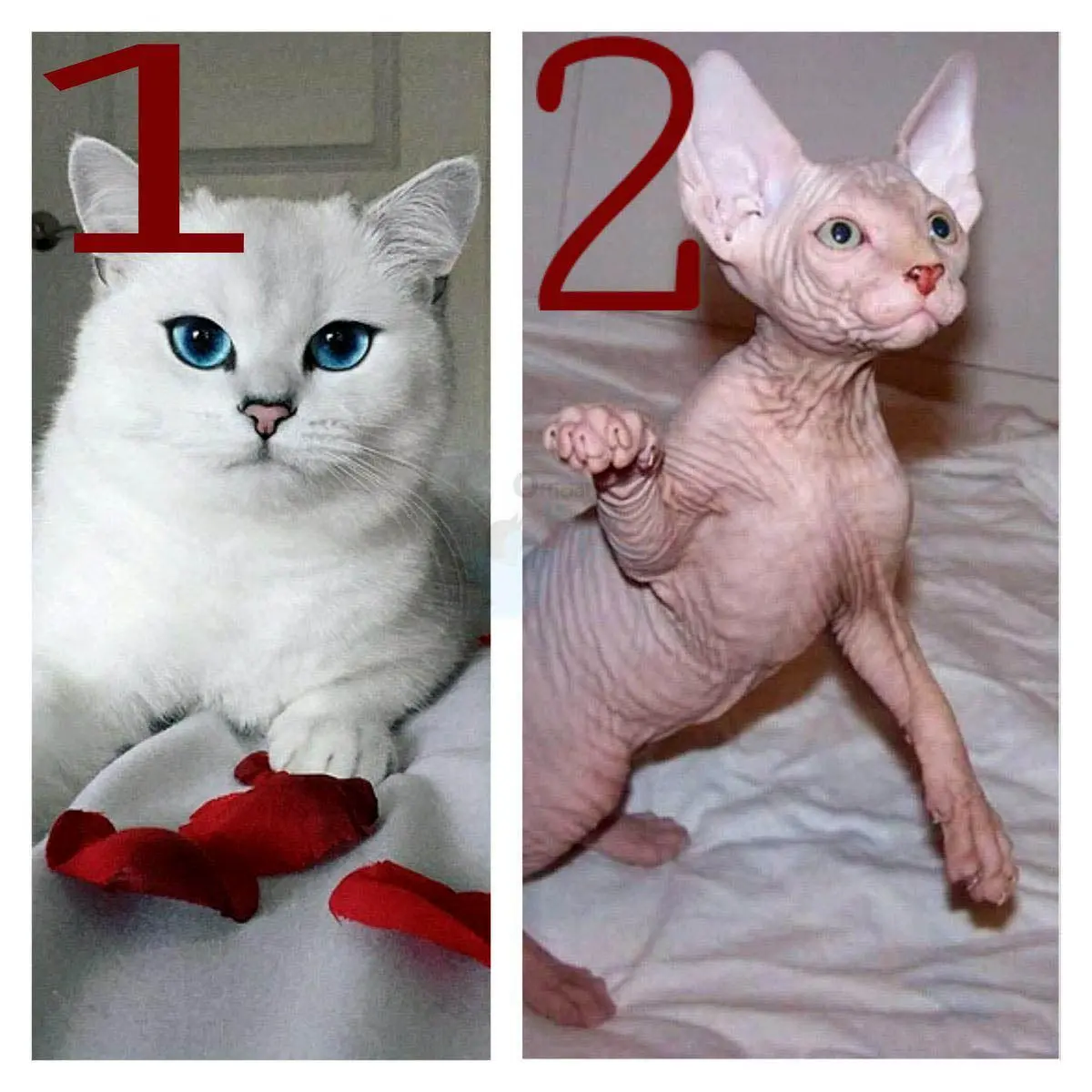 نتیجه خرید آنلاین