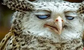 چرت زدنهای اداری