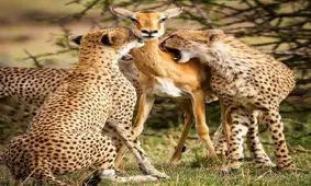 عکسی که باعث افسردگی عکاسش شد!