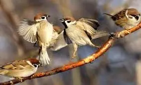 آرامش بخش ترین موسیقی جهان